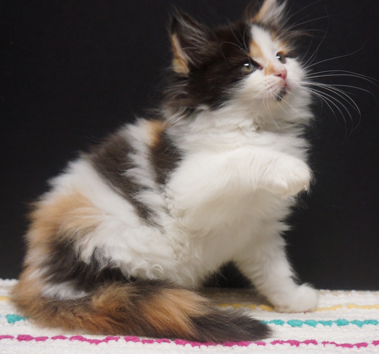 calico rag doll cat